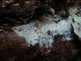 Amphinema byssoides image