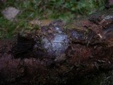 Boidinia furfuracea image