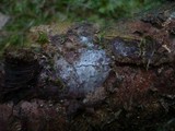 Boidinia furfuracea image