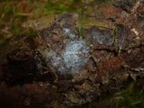 Boidinia furfuracea image