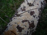 Conferticium ochraceum image