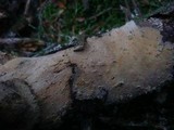 Conferticium ochraceum image