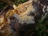 Conferticium ochraceum image