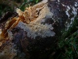 Conferticium ochraceum image
