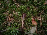 Laccaria amethystina image