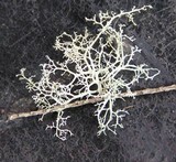 Ramalina roesleri image