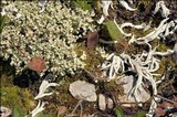 Thamnolia vermicularis ssp. vermicularis image
