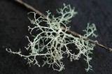 Ramalina roesleri image