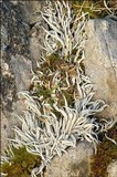 Thamnolia vermicularis ssp. vermicularis image