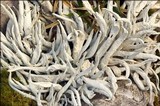 Thamnolia vermicularis ssp. vermicularis image