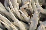Thamnolia vermicularis ssp. vermicularis image