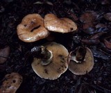 Suillus caerulescens image