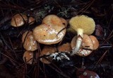 Suillus umbonatus image