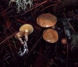 Suillus umbonatus image