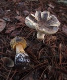 Amanita augusta image