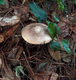 Amanita porphyria image