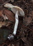 Amanita porphyria image
