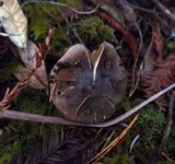 Cortinarius vanduzerensis image