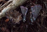 Gomphus clavatus image