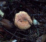 Lactarius rubrilacteus image