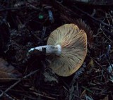 Lactarius rubrilacteus image