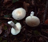 Russula cremoricolor image