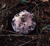 Russula cyanoxantha image