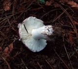 Russula cyanoxantha image