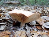 Lactarius imperceptus image
