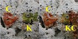 Diploschistes scruposus image