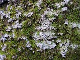 Lepraria cryophila image