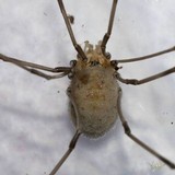 Pandora phalangicida image