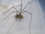 Pandora phalangicida image