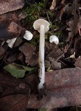 Alboleptonia adnatifolia image