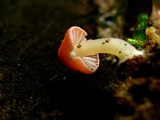 Atheniella adonis image