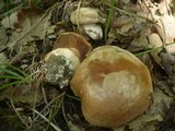 Cortinarius aprinus image