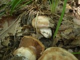 Cortinarius aprinus image
