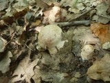 Cortinarius aprinus image