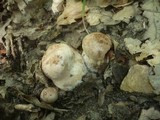 Cortinarius aprinus image