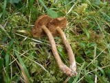 Cortinarius bataillei image