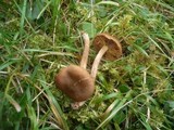 Cortinarius bataillei image