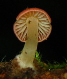 Atheniella adonis image
