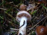 Cortinarius bivelus image