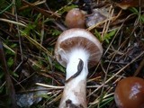 Cortinarius bivelus image