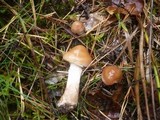 Cortinarius bivelus image