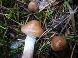 Cortinarius bivelus image