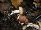 Cortinarius pseudoprivignus image