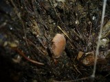 Cortinarius pseudoprivignus image
