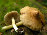 Inocybe rimosa image