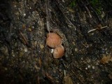 Cortinarius pseudoprivignus image